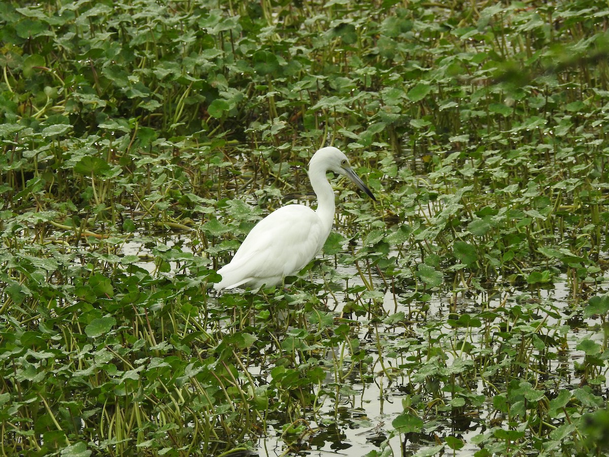 Little Blue Heron - ML239889801