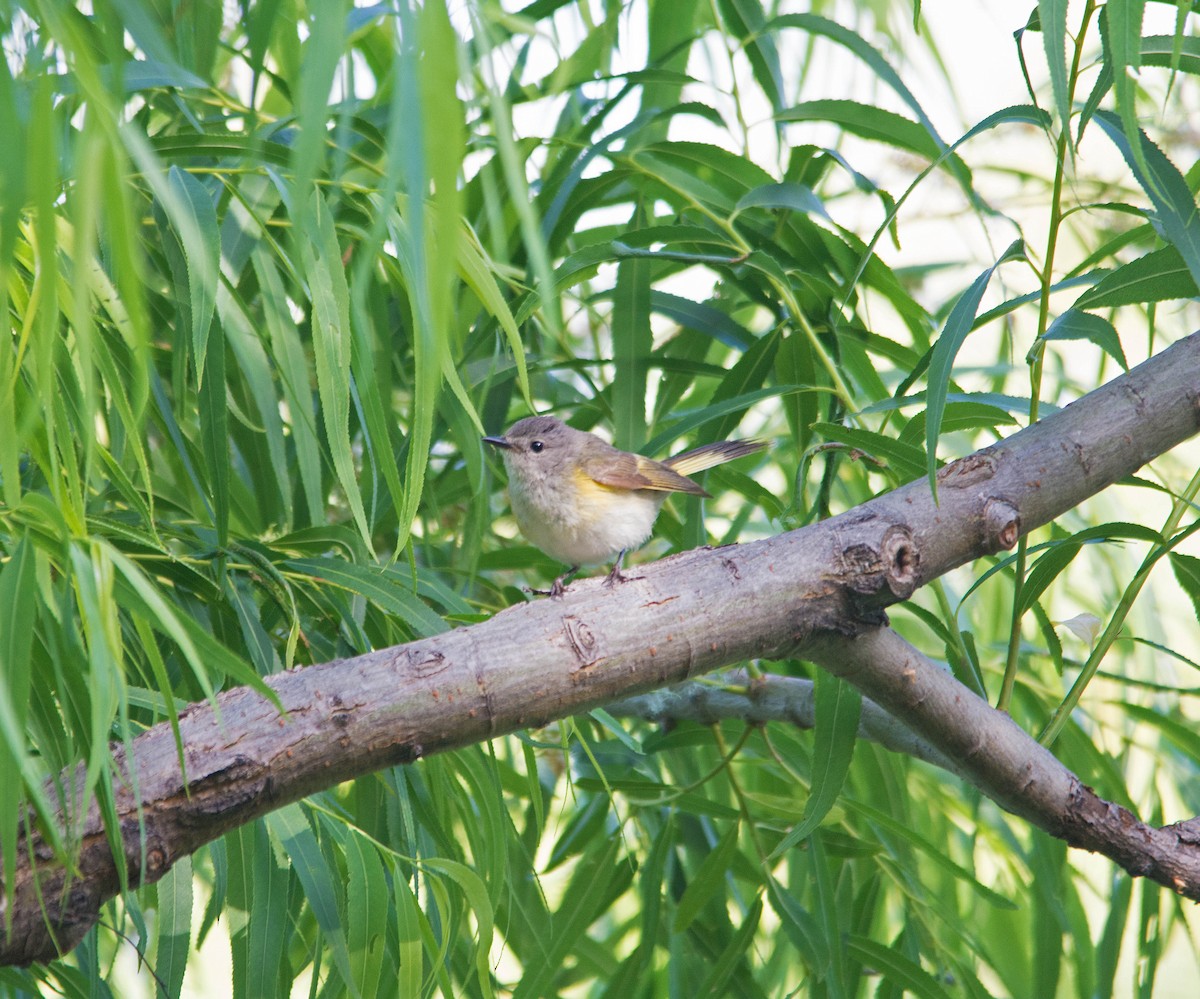 lesňáček lejsčí - ML239889971