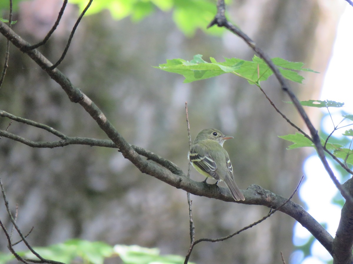 Acadian Flycatcher - ML239890771