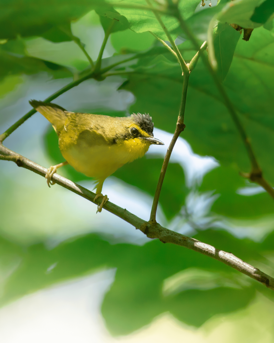 Kentucky Warbler - ML239890891