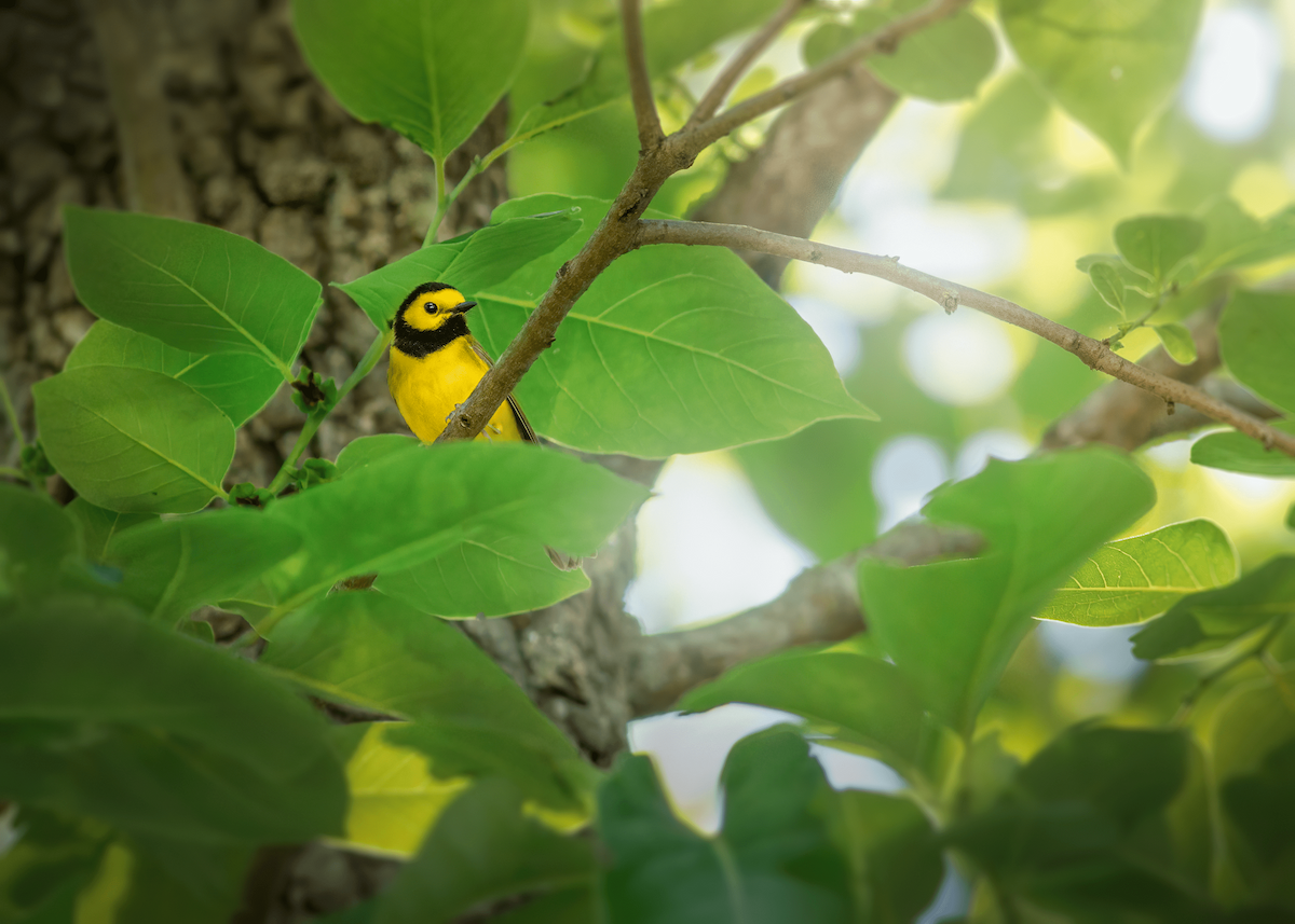 Hooded Warbler - Olyver Zahn