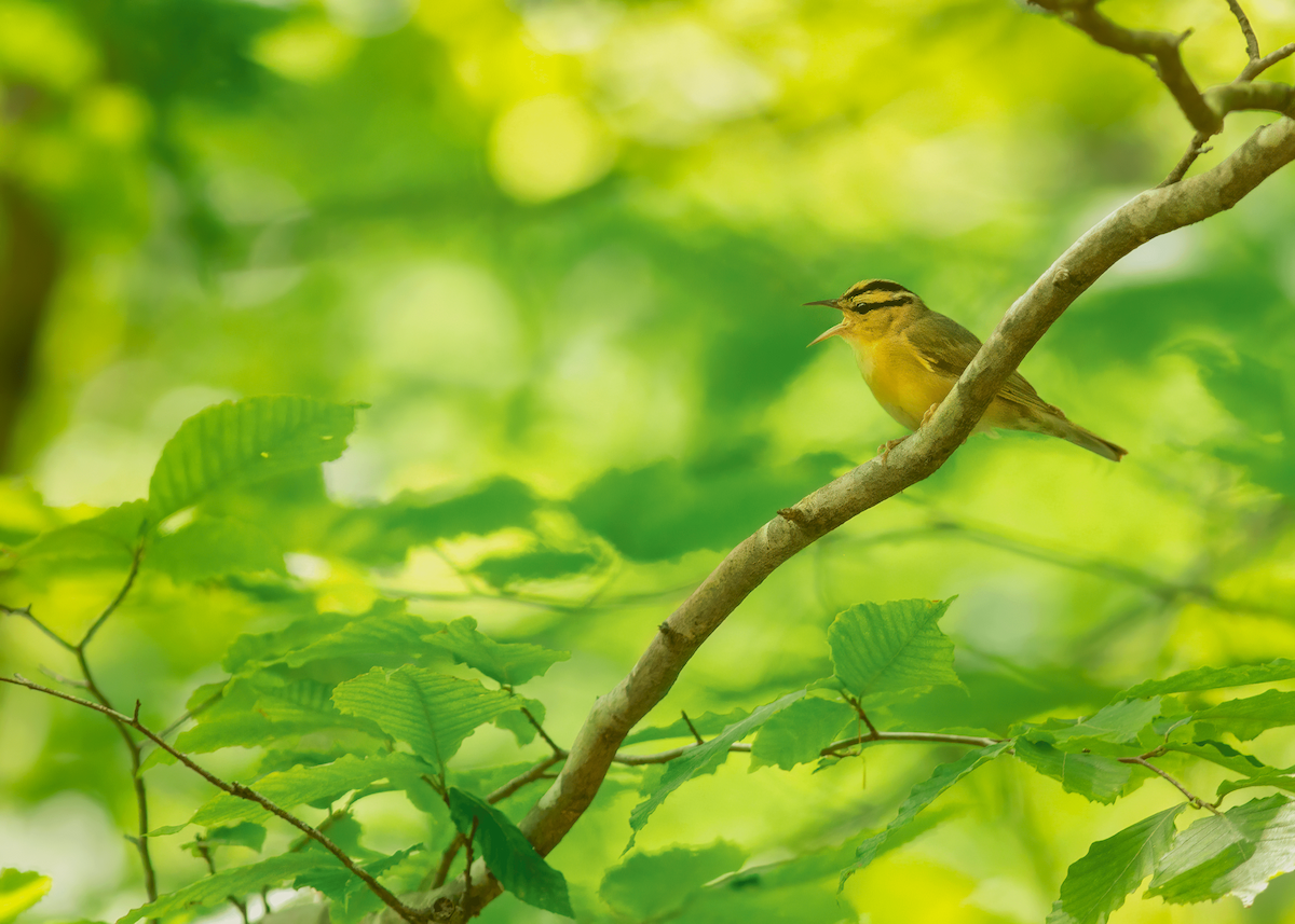 Worm-eating Warbler - Olyver Zahn