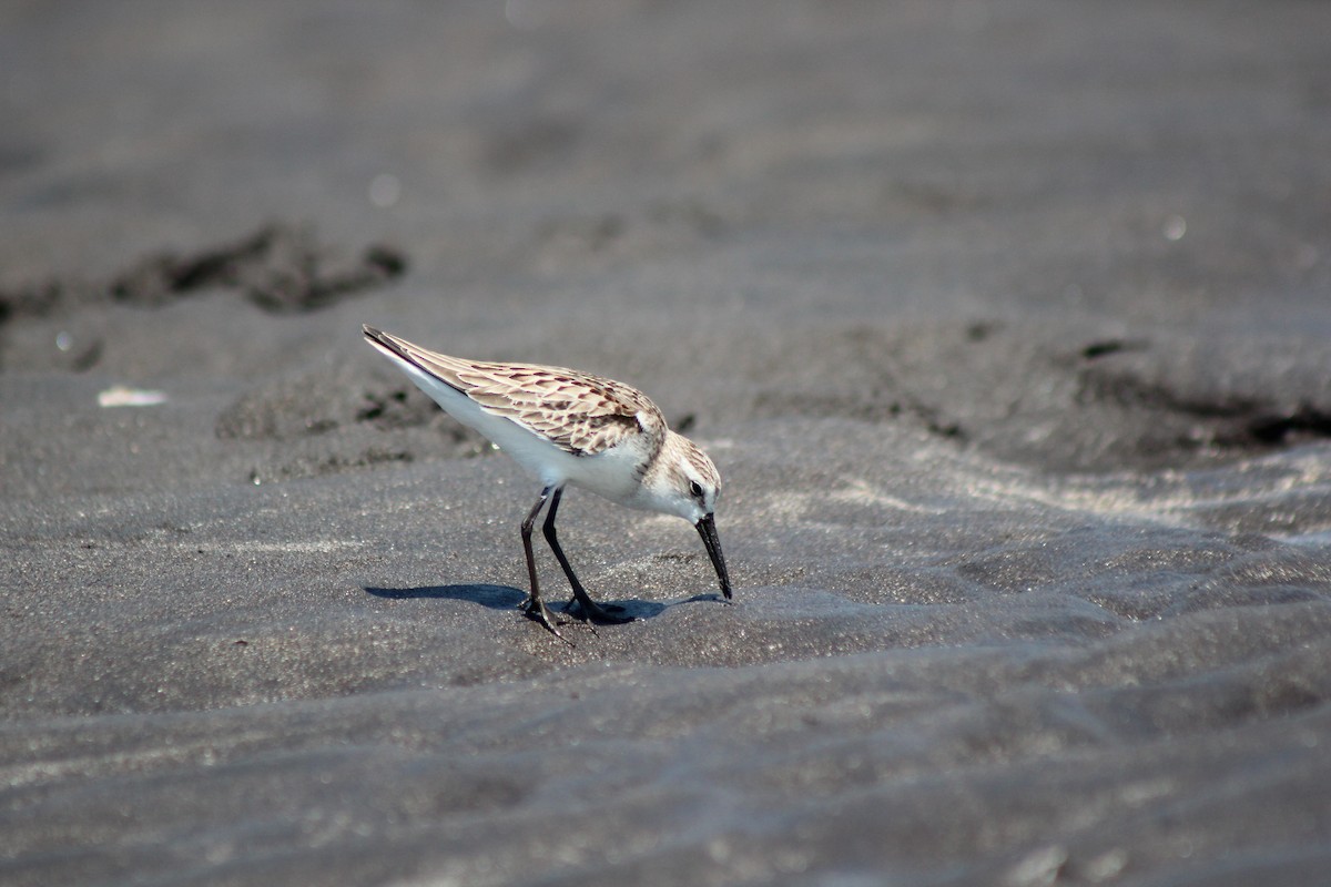 西濱鷸 - ML239891081