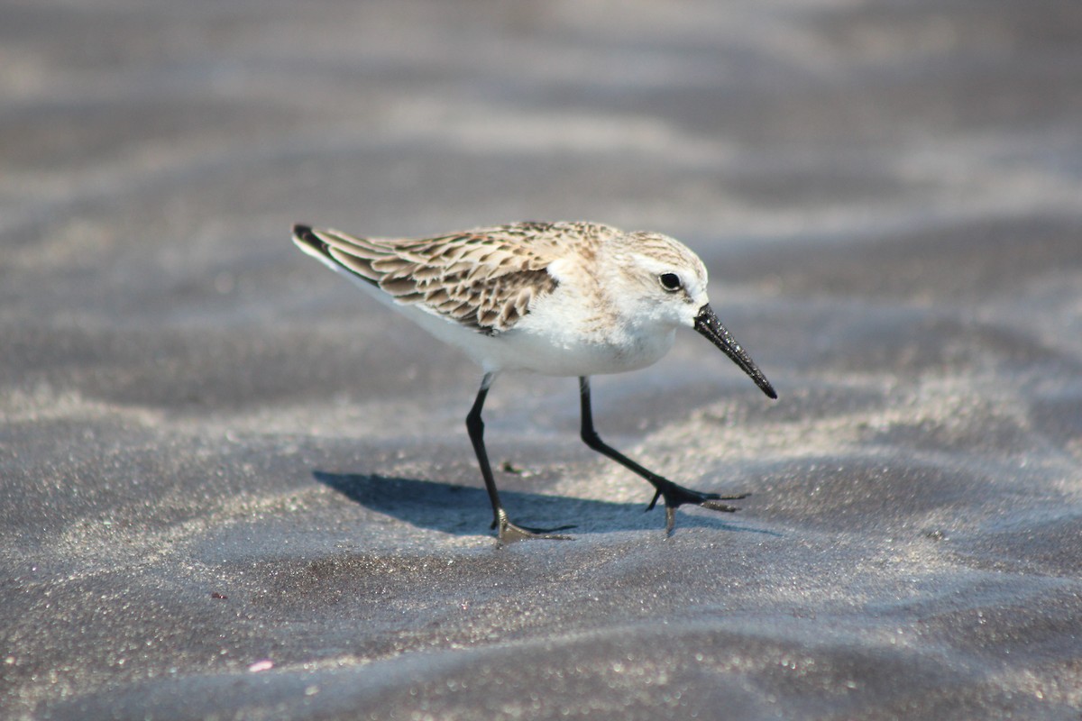 西濱鷸 - ML239891231