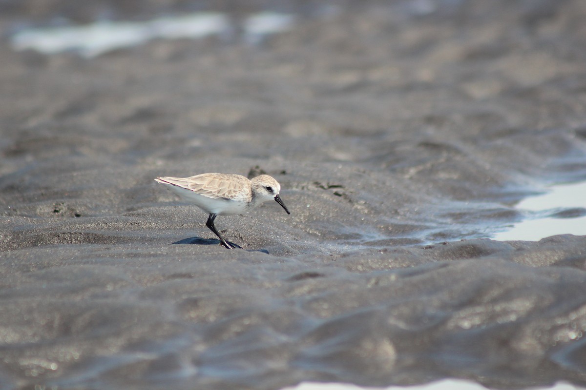 Semipalmated Sandpiper - ML239891811