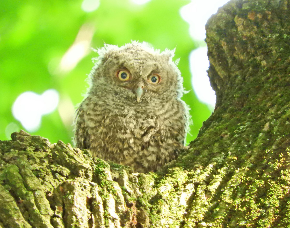 Eastern Screech-Owl - ML239892451