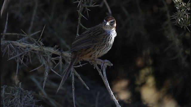 New Zealand Fernbird - ML239892761