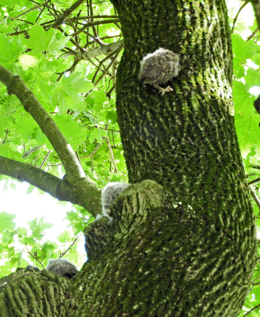 Eastern Screech-Owl - ML239892911