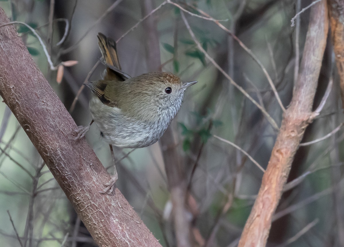 Tasmanian Thornbill - Paul Brooks