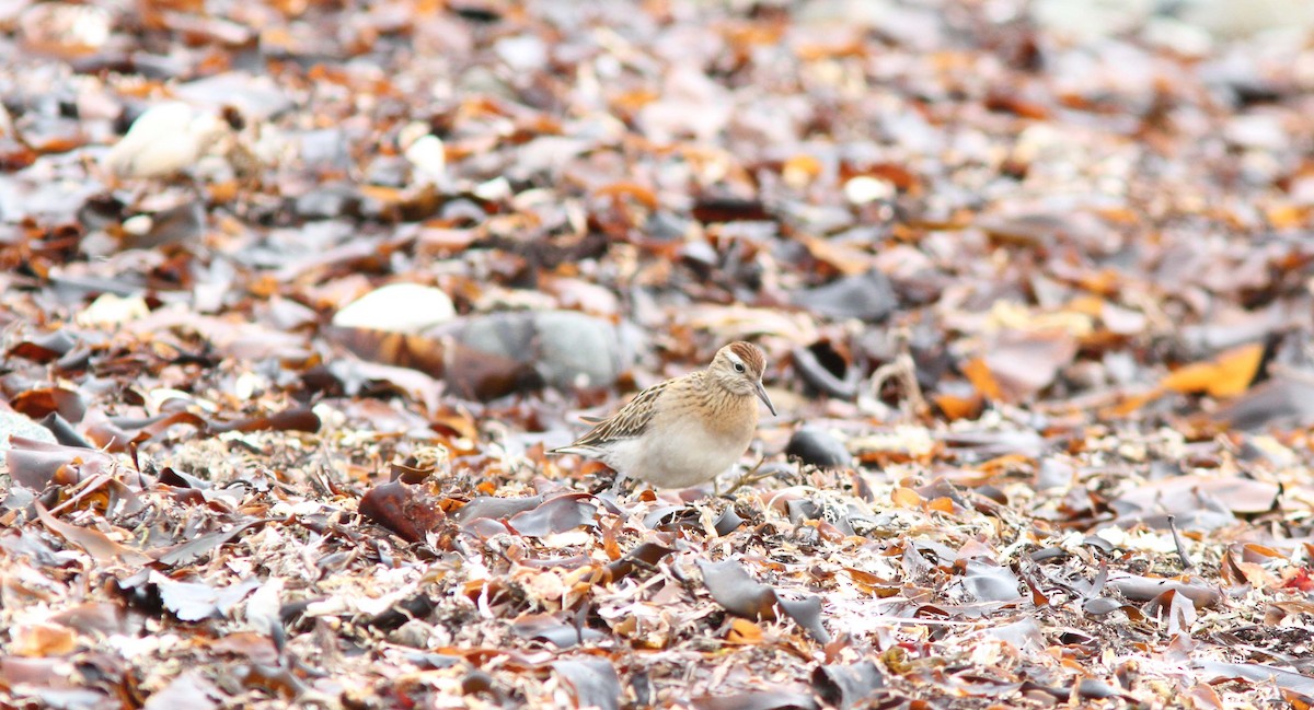 Sharp-tailed Sandpiper - ML23989331