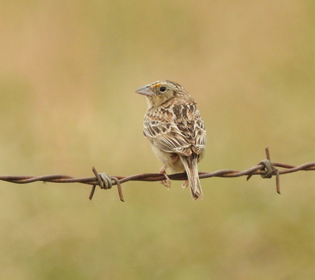 Grasshopper Sparrow - Naomi Goodman