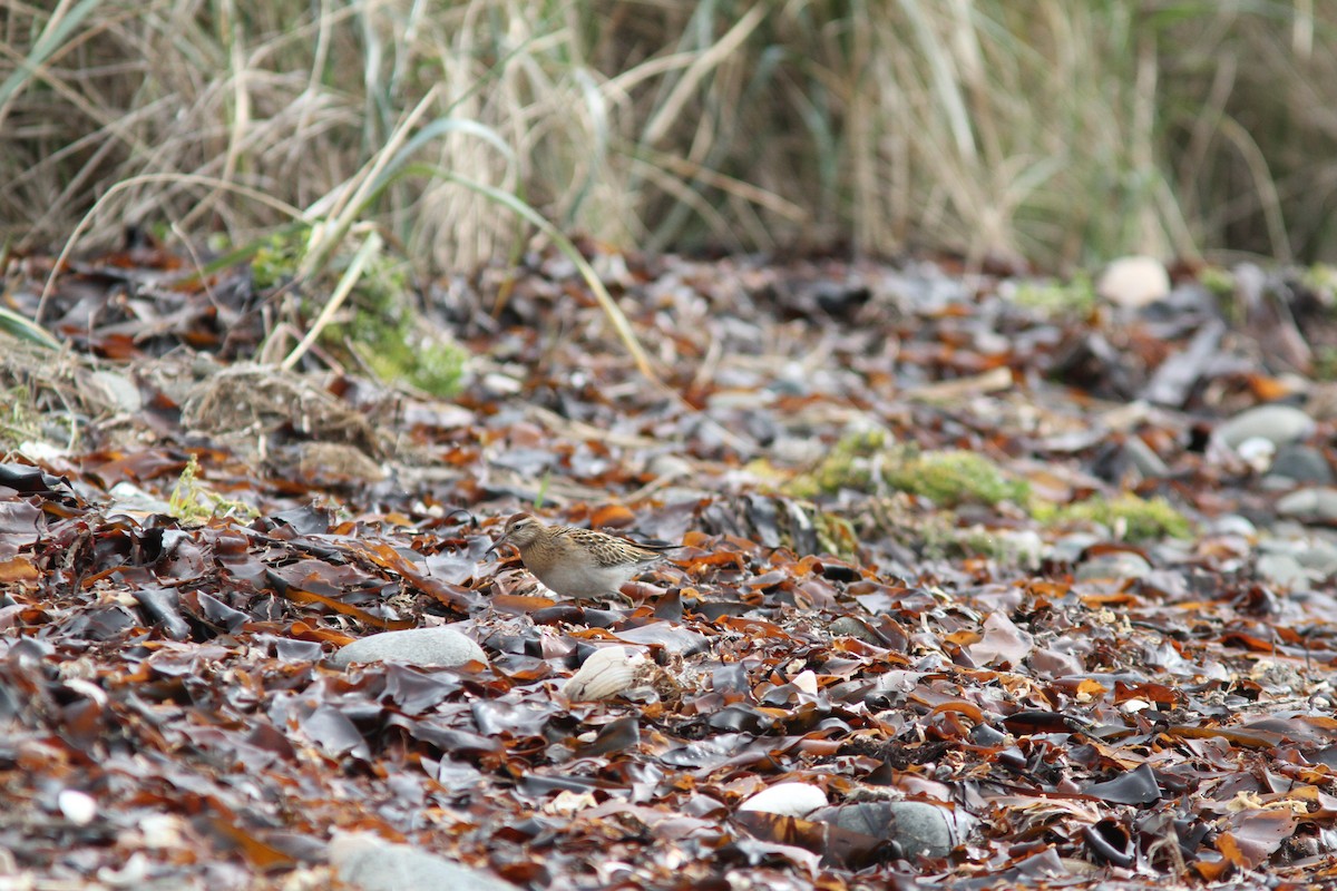 Sharp-tailed Sandpiper - ML23989421