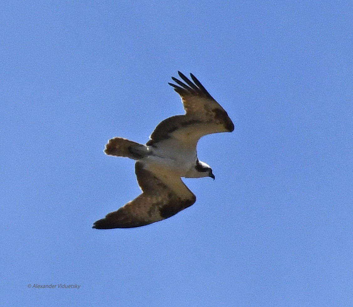 Osprey - ML239894391