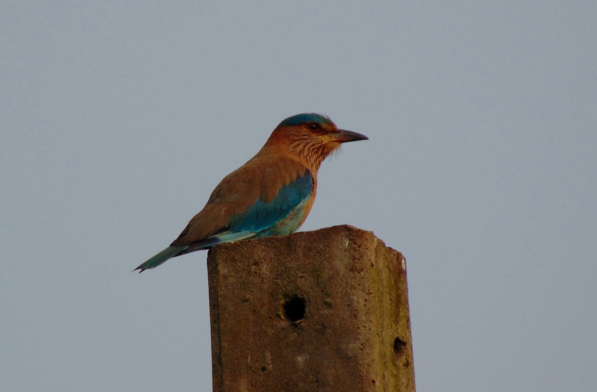 Indian Roller - ML23989521
