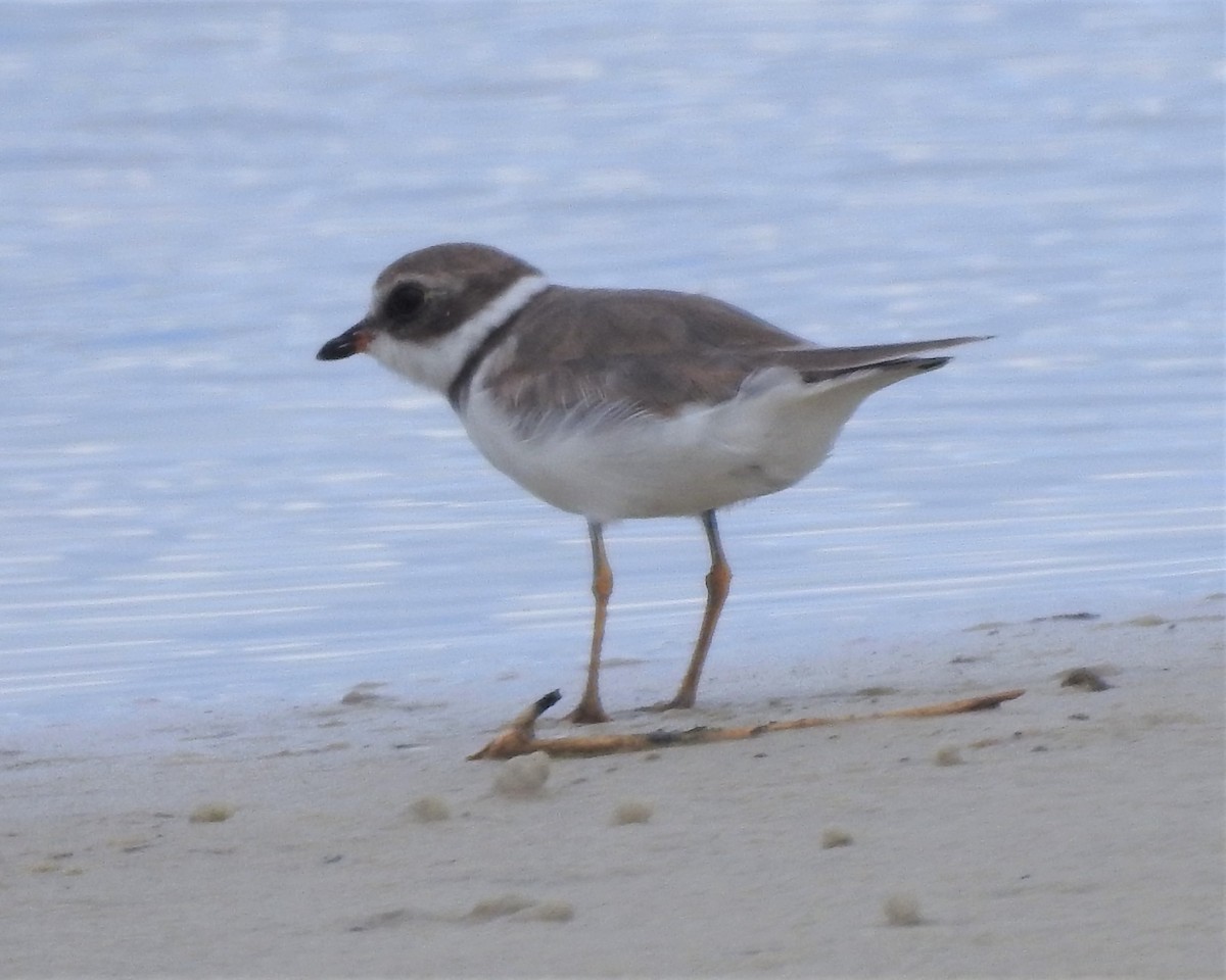 Semipalmated Plover - ML239895301