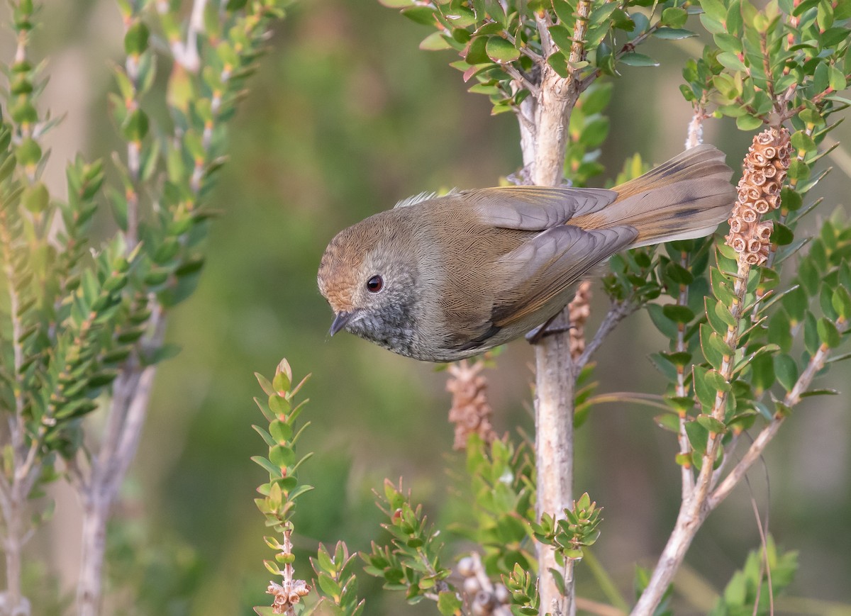 Tasmanian Thornbill - Paul Brooks