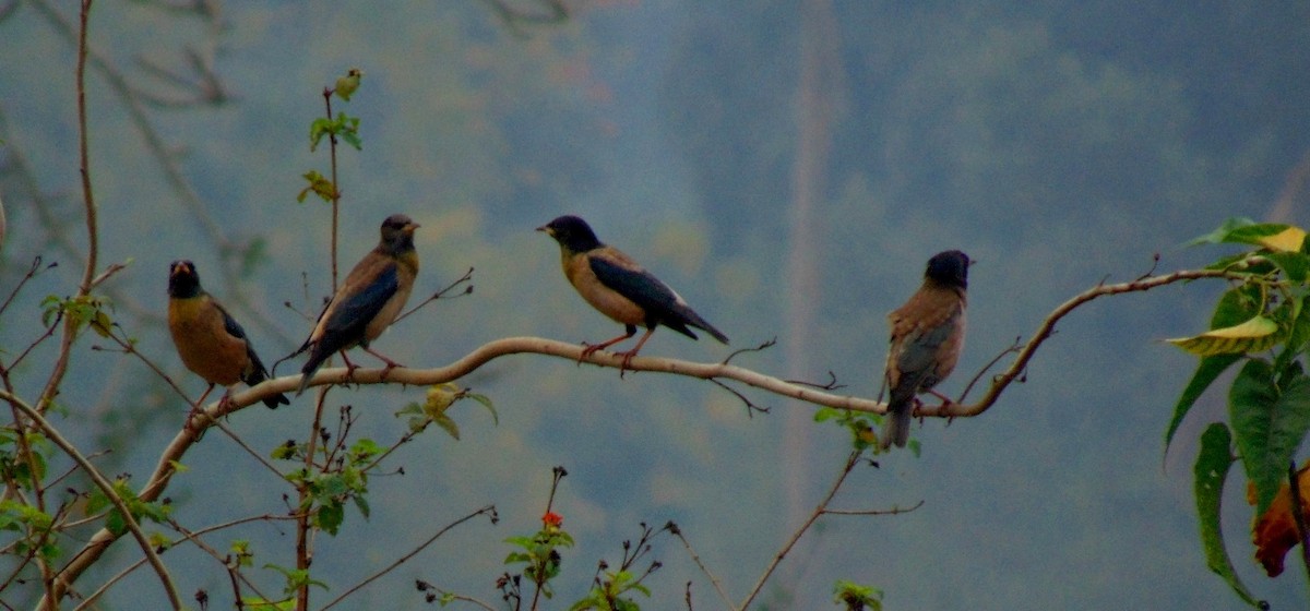 Rosy Starling - ML23989541