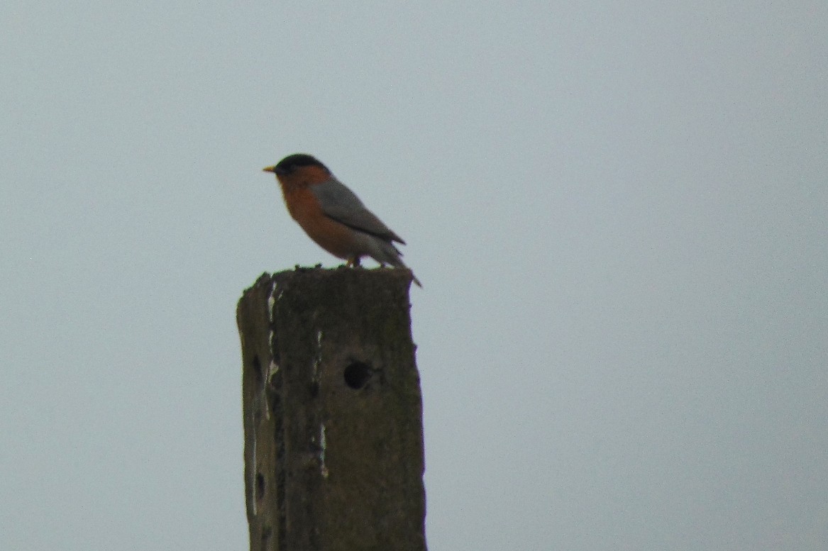 Brahminy Starling - ML23989561
