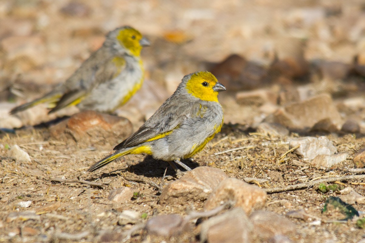 Citron-headed Yellow-Finch - ML239896271