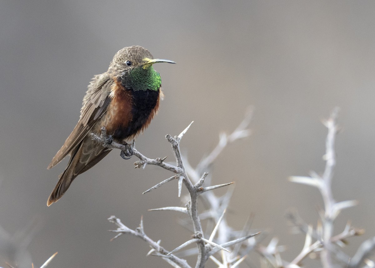 Wedge-tailed Hillstar - Andres Vasquez Noboa