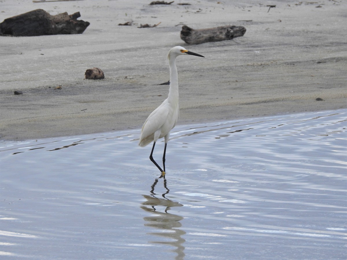 Snowy Egret - Rick Kittinger