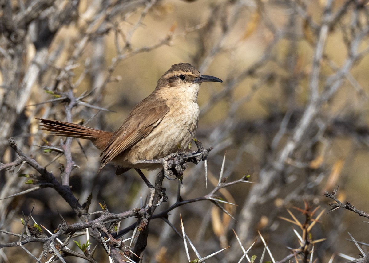 Rock Earthcreeper - Andres Vasquez Noboa