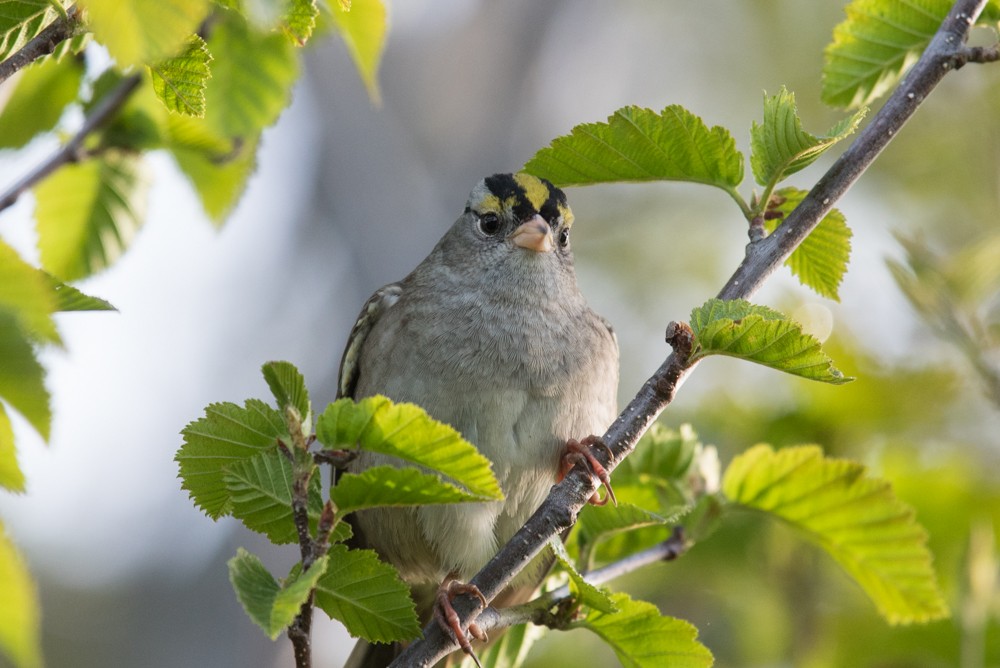 White-crowned x Golden-crowned Sparrow (hybrid) - Aaron Lang