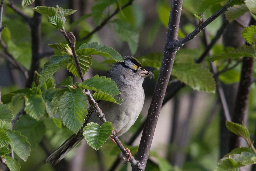 White-crowned x Golden-crowned Sparrow (hybrid) - Aaron Lang