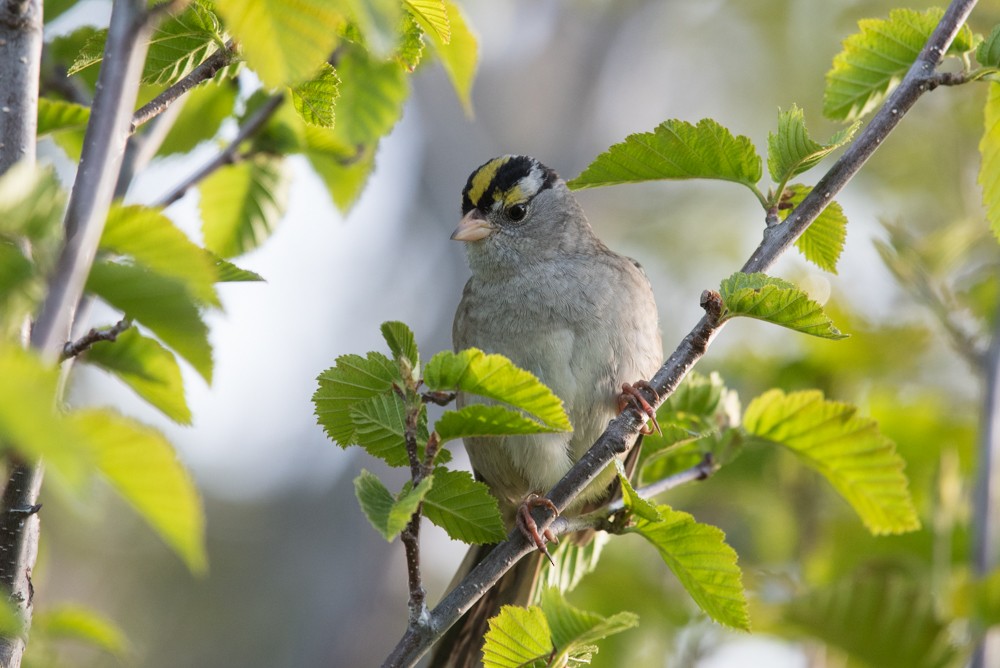 White-crowned x Golden-crowned Sparrow (hybrid) - Aaron Lang