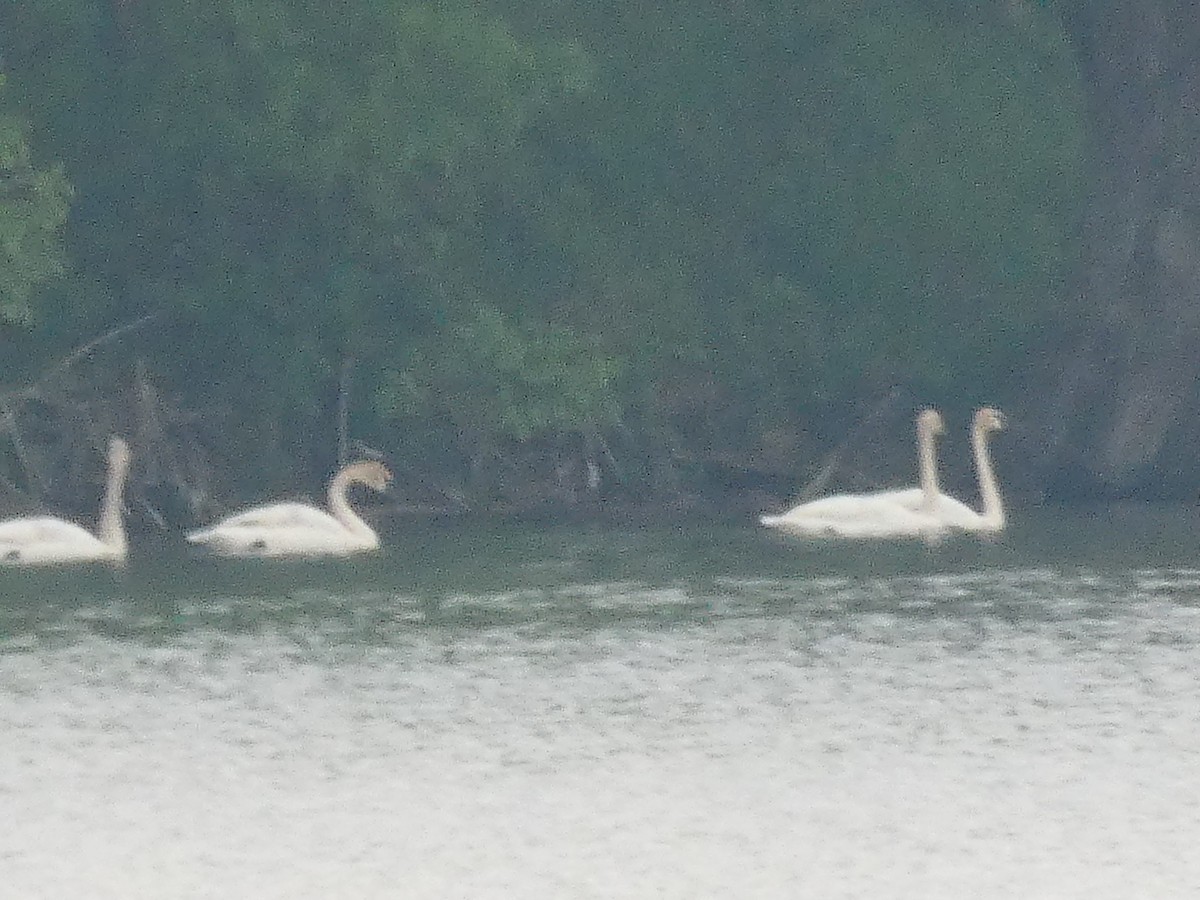 Trumpeter Swan - ML239898381