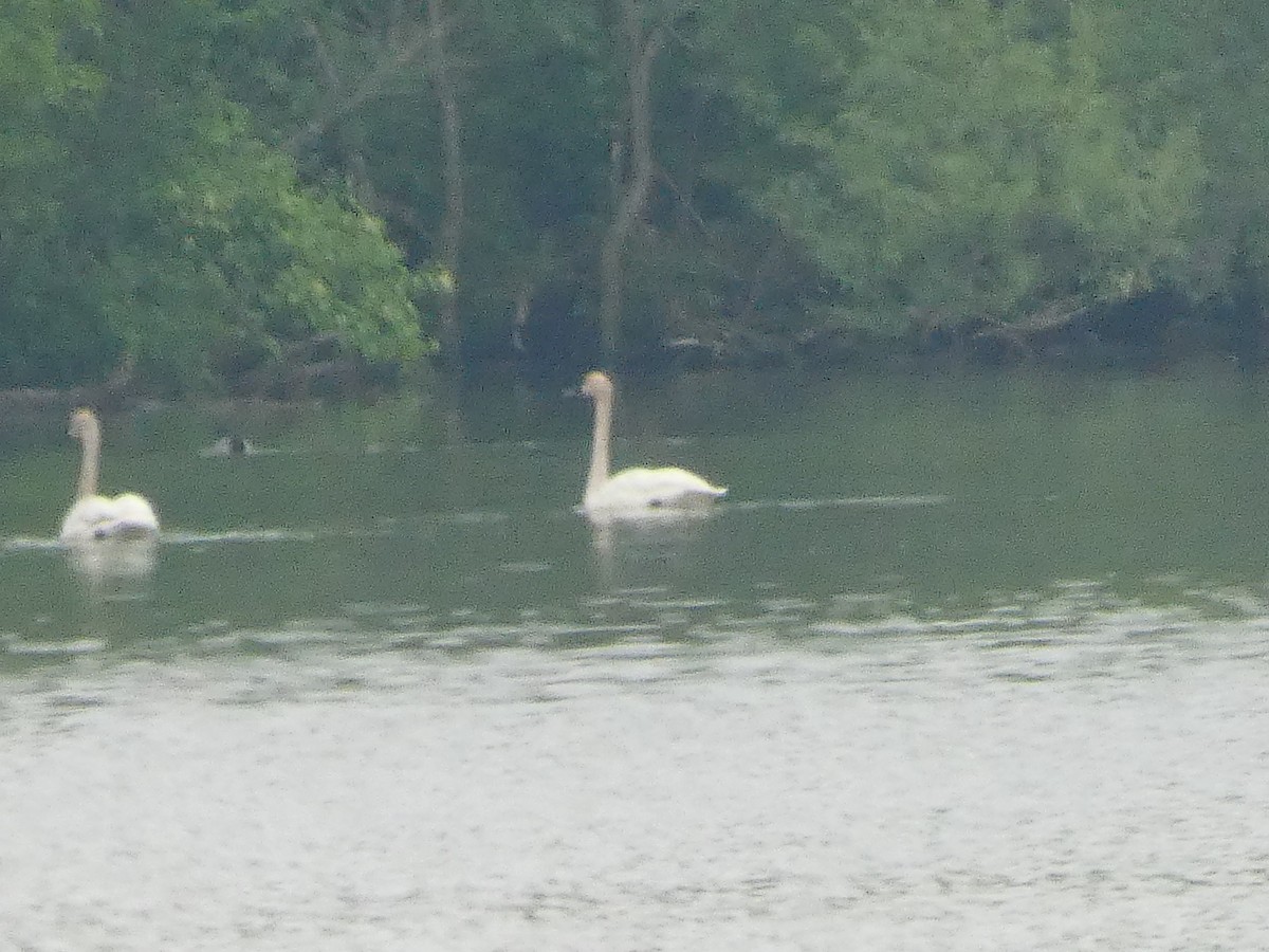 Trumpeter Swan - ML239898431