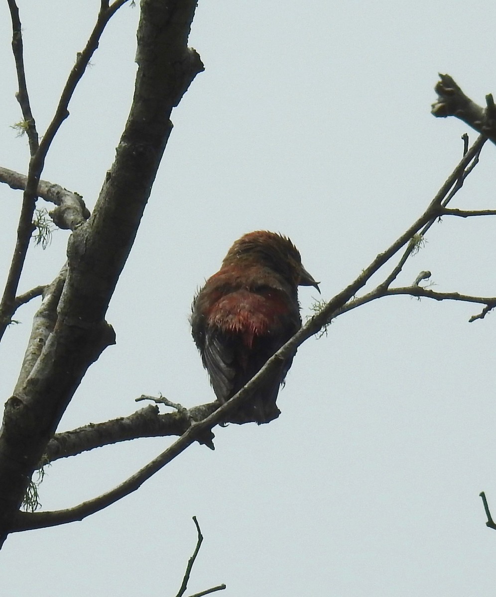 Red Crossbill - ML239898731