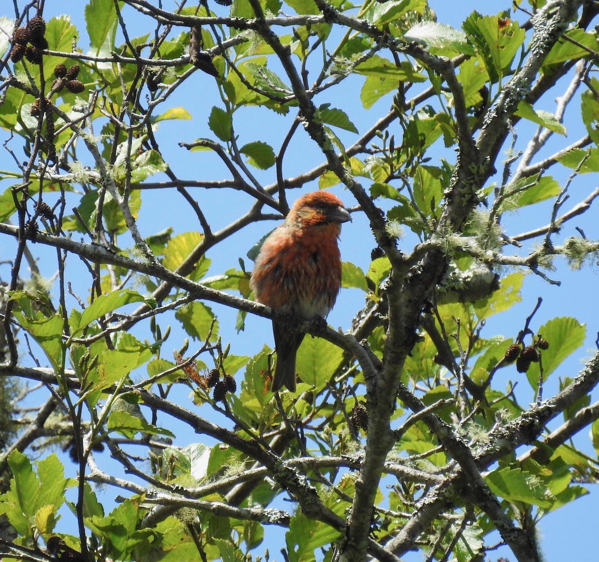 Red Crossbill - ML239898781