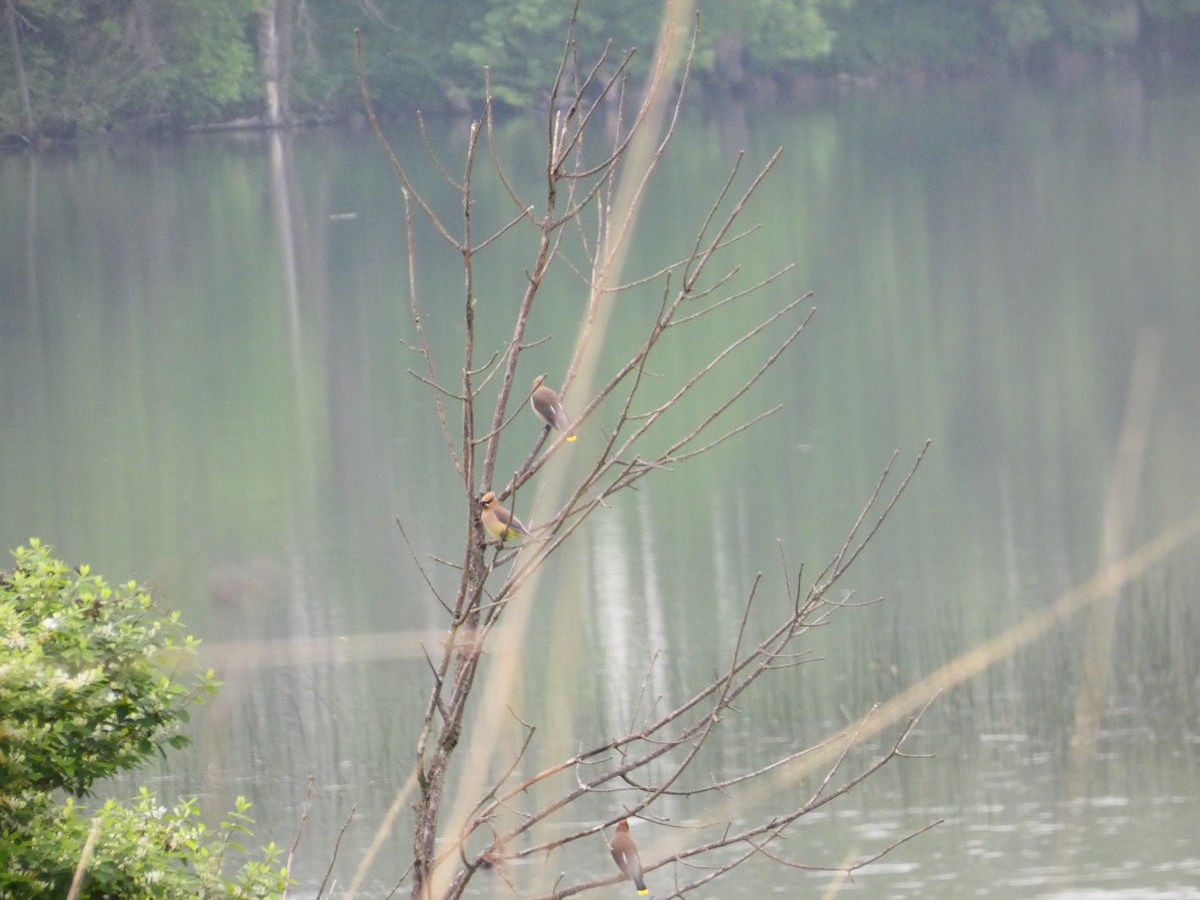 Cedar Waxwing - ML239898791