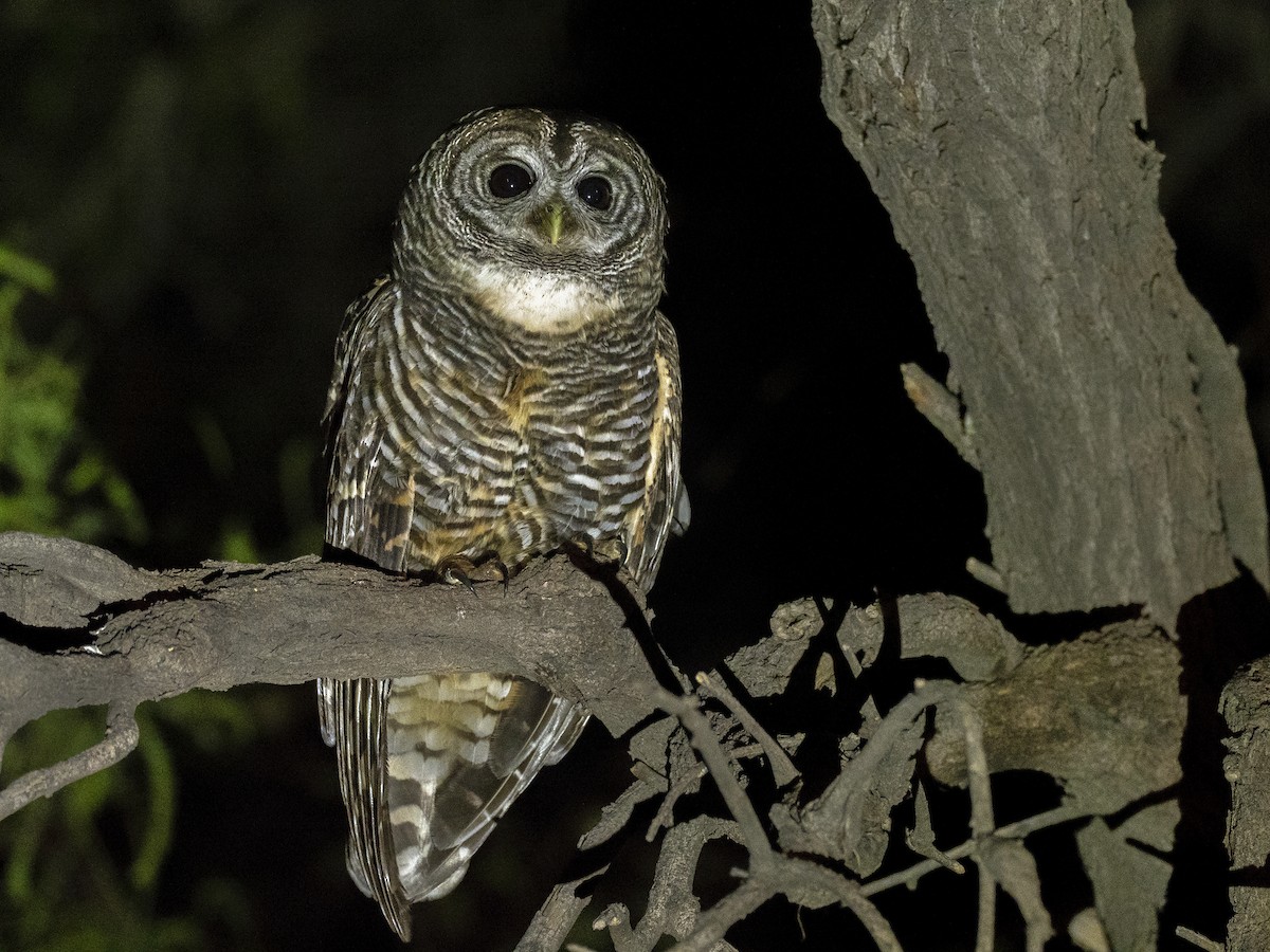 Chaco Owl - Andres Vasquez Noboa