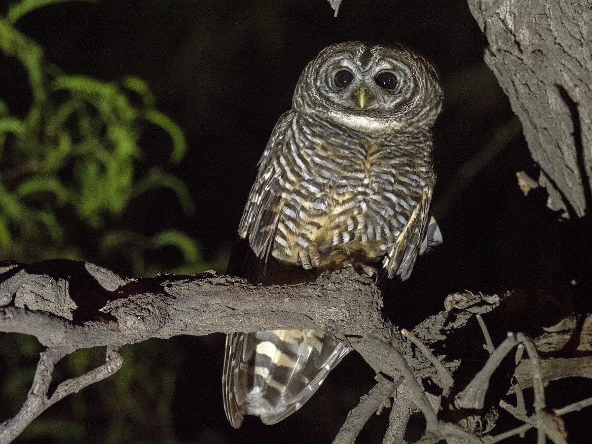 Chaco Owl - ML239899791