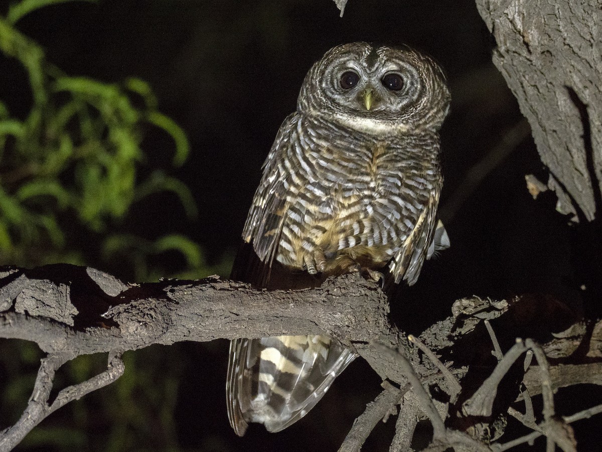 Chaco Owl - Andres Vasquez Noboa