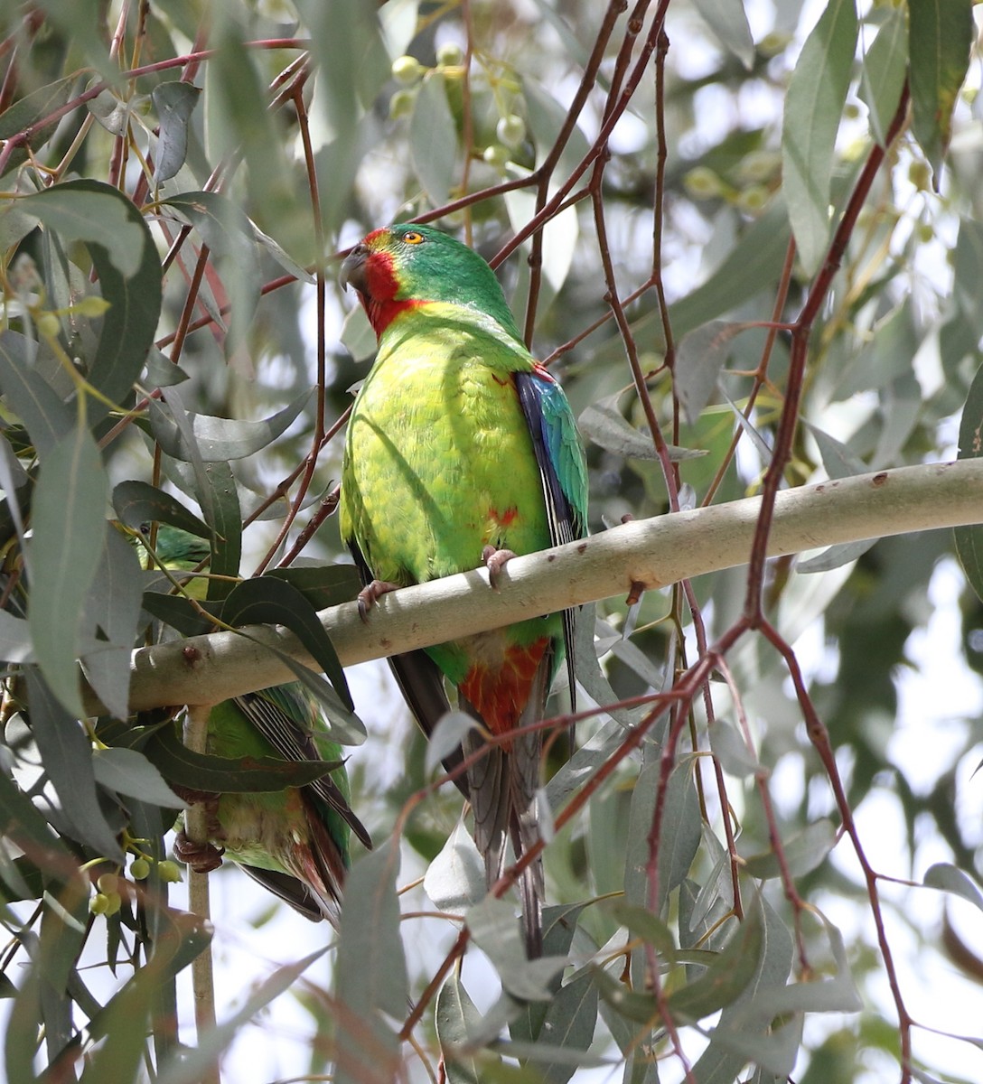 Swift Parrot - ML239899821