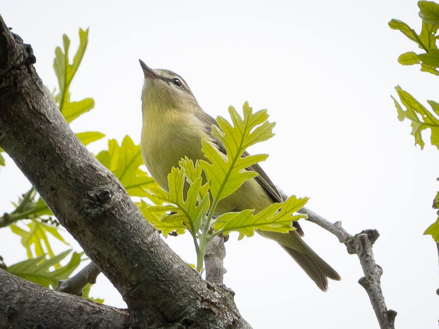 Vireo de Filadelfia - ML239900651