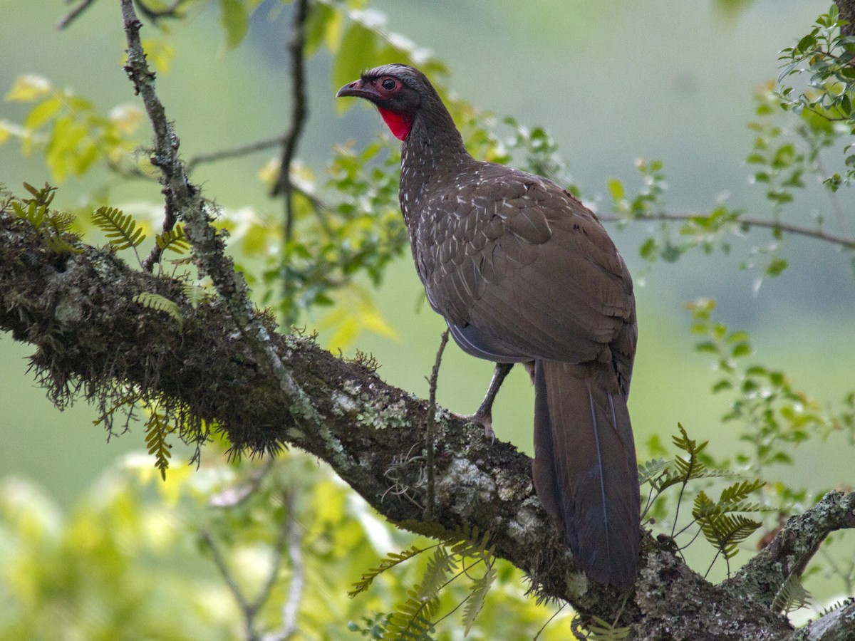 Red-faced Guan - ML239900941