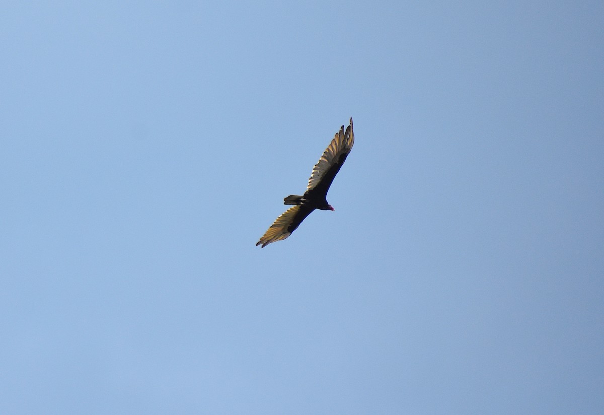 Turkey Vulture - ML239901121