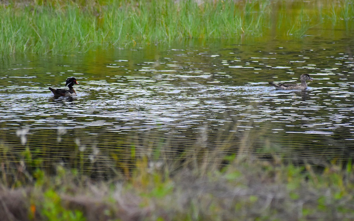 Wood Duck - ML239901241