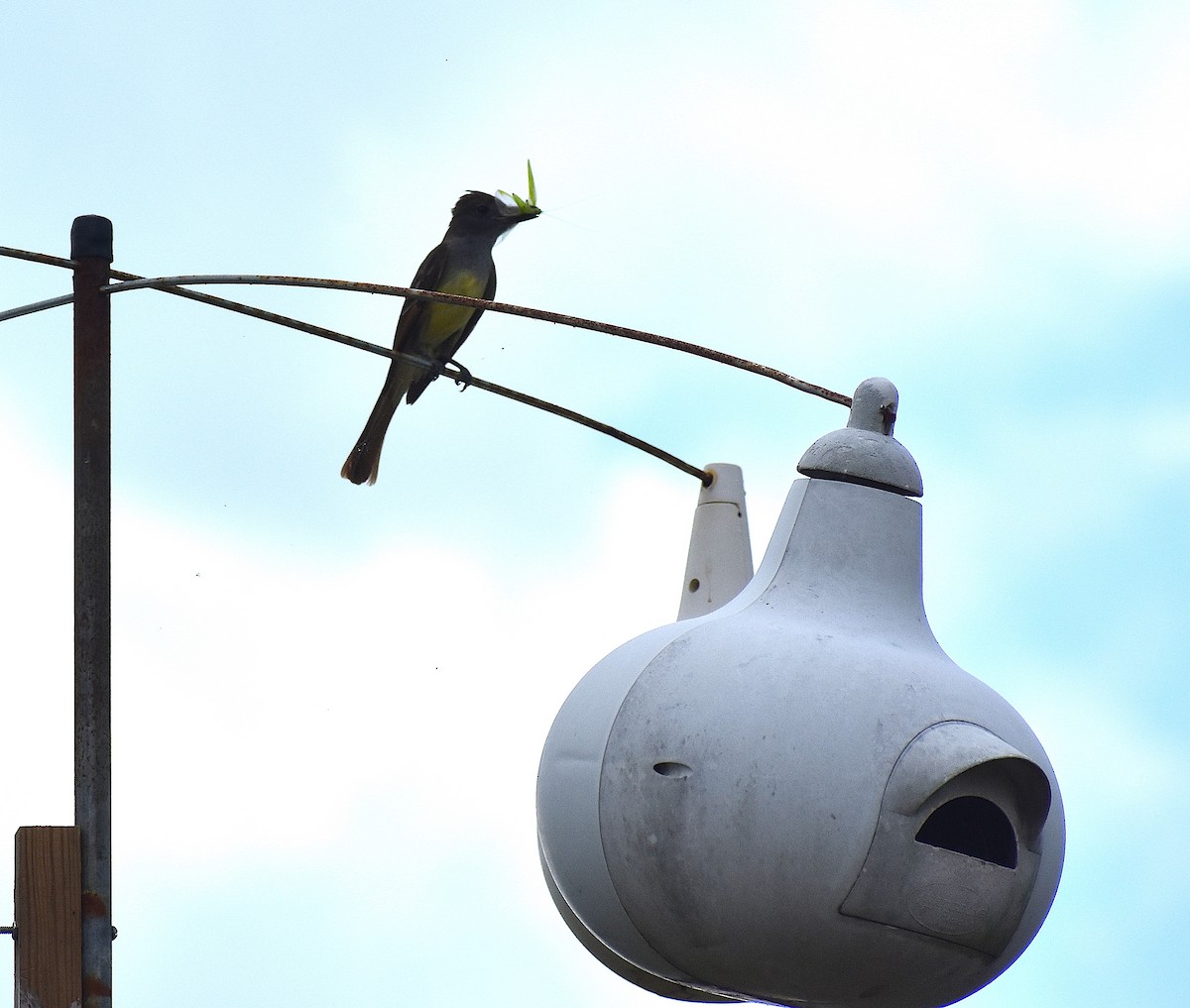 Great Crested Flycatcher - ML239901391