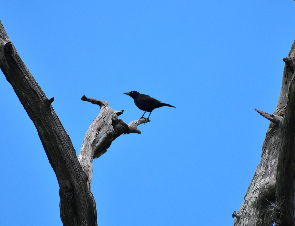 Common Grackle - ML239901641