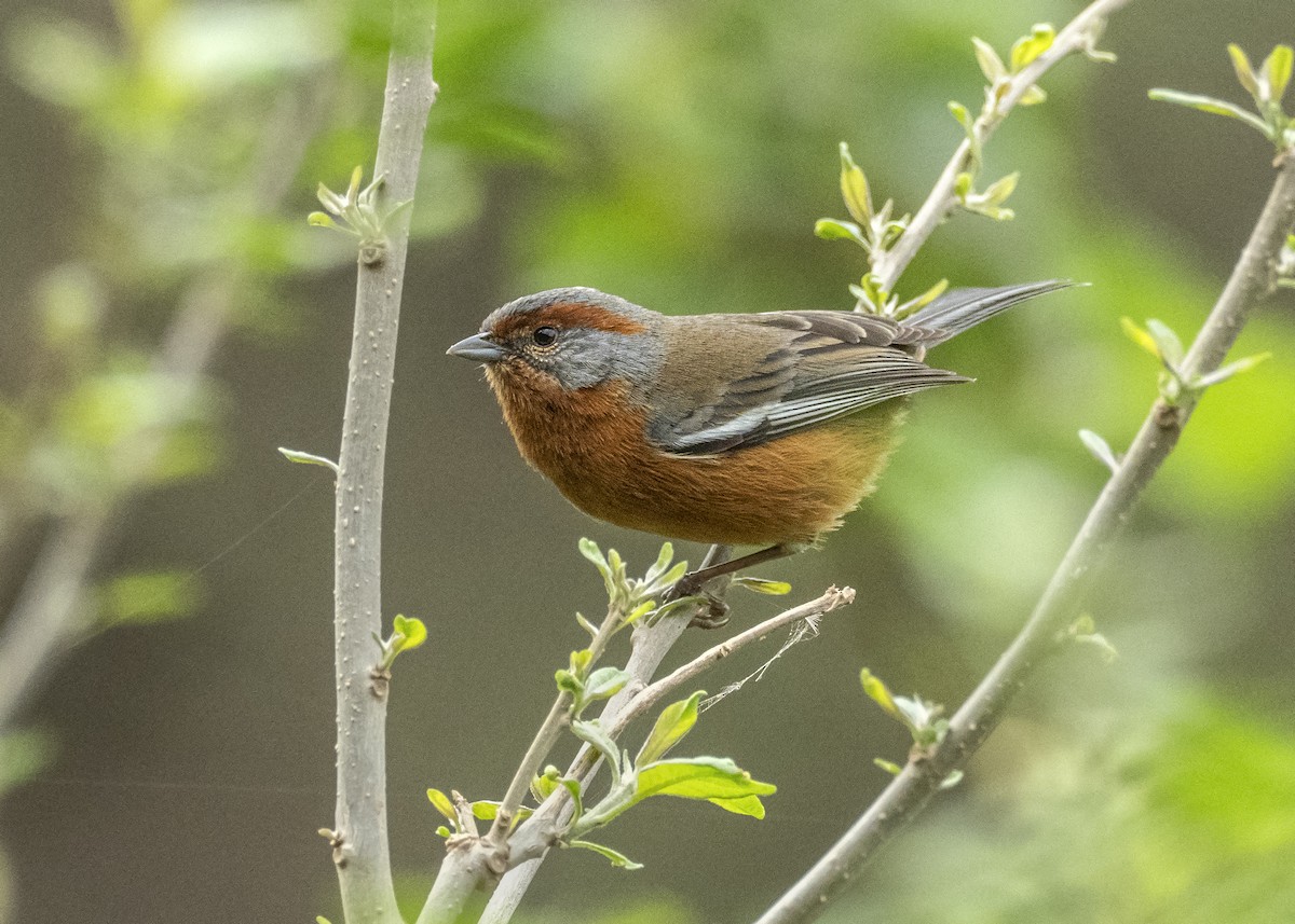 Rusty-browed Warbling Finch - Andres Vasquez Noboa