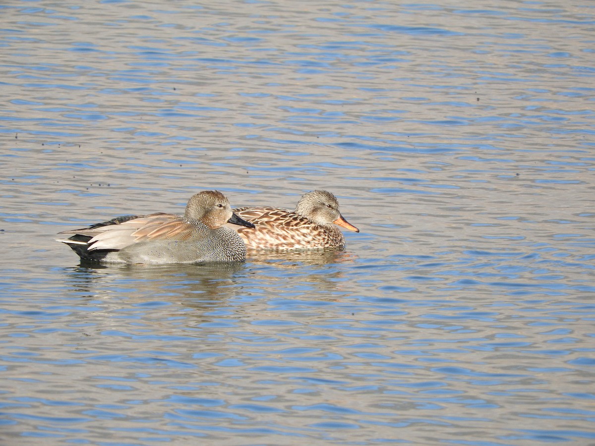 Gadwall - Alex Nickley