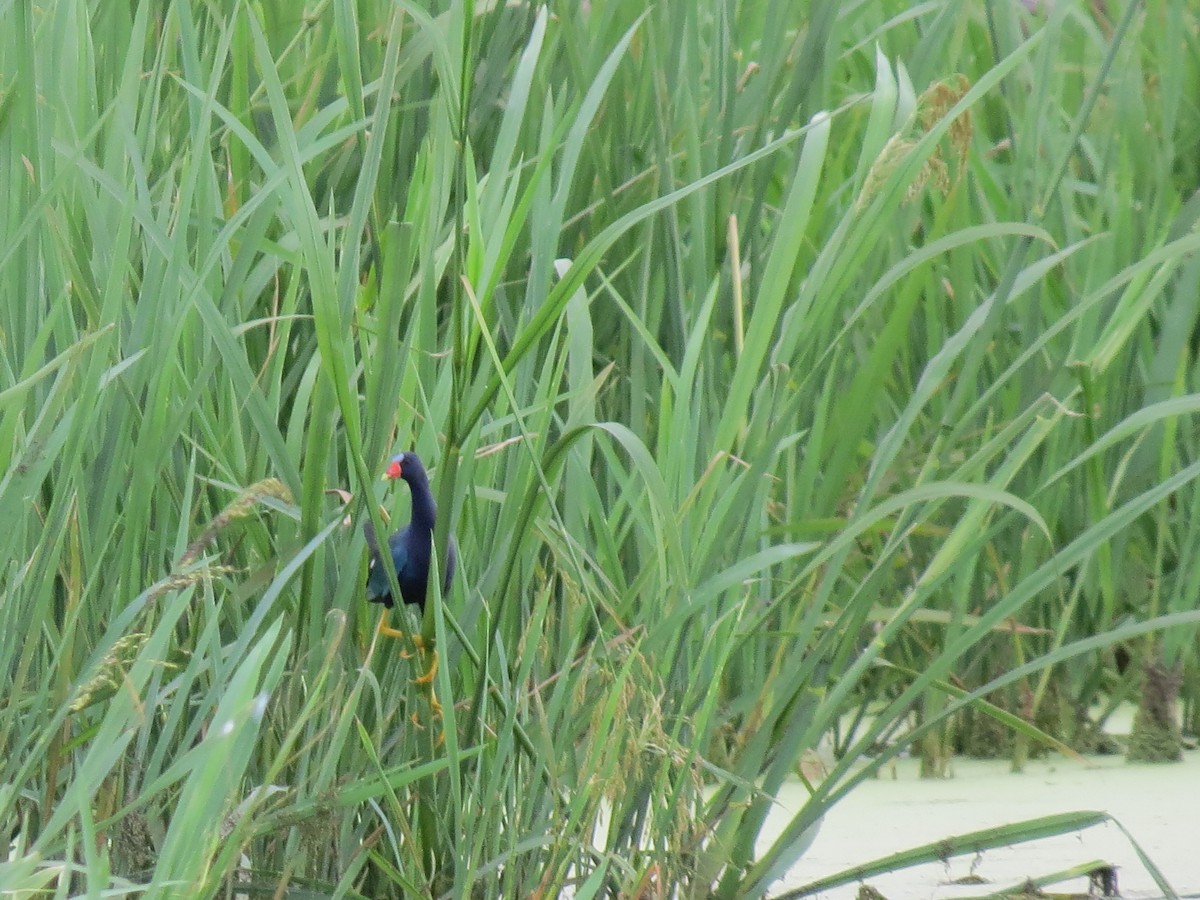 Purple Gallinule - ML239906321