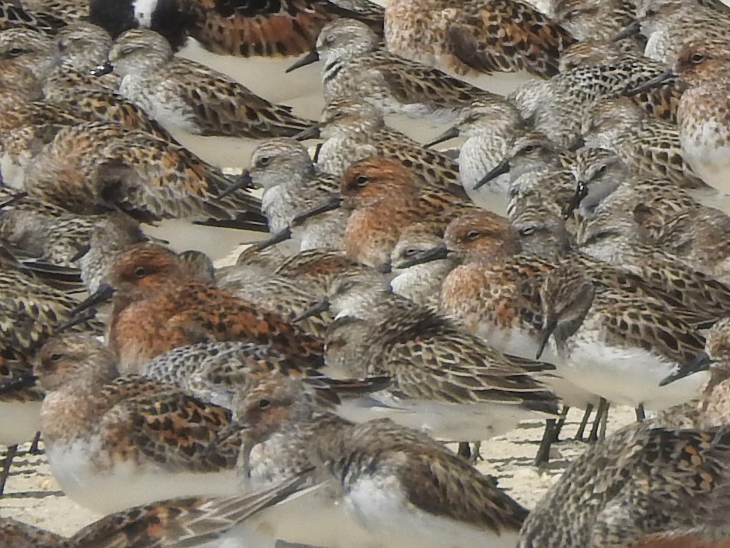 Bécasseau sanderling - ML239907501