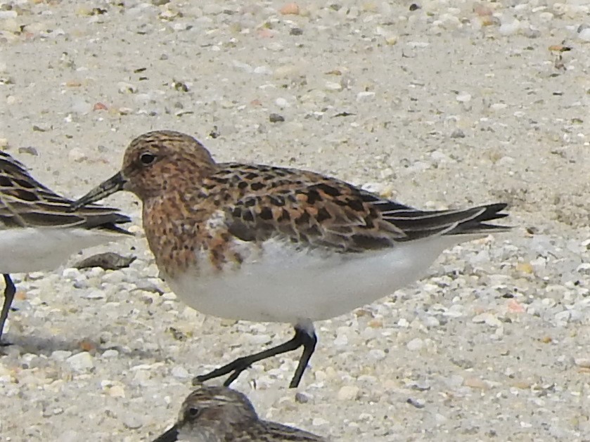 Bécasseau sanderling - ML239907621