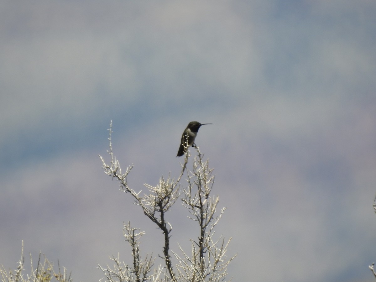 Colibrí Gorjinegro - ML239908271